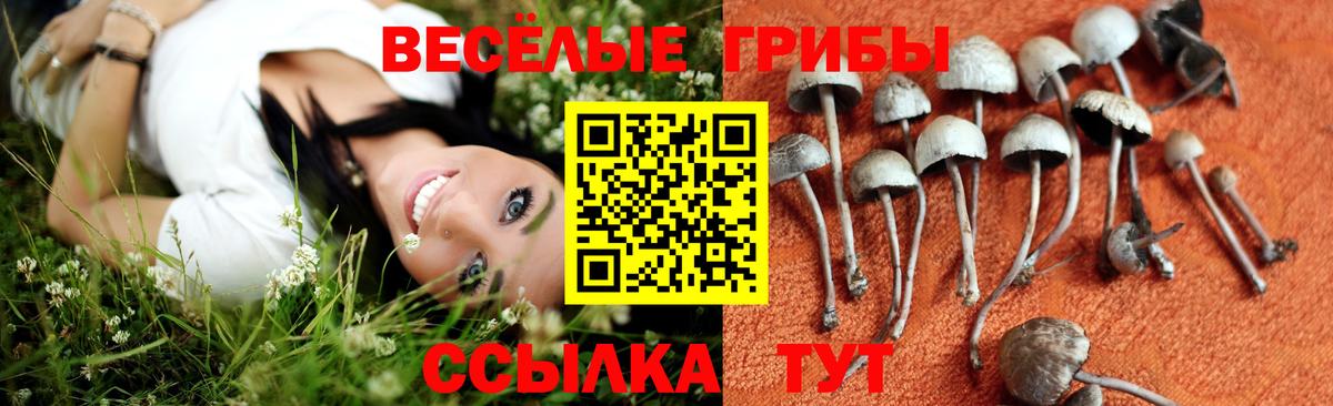 Псилоцибиновые грибы Psilocybine cubensis Чебаркуль